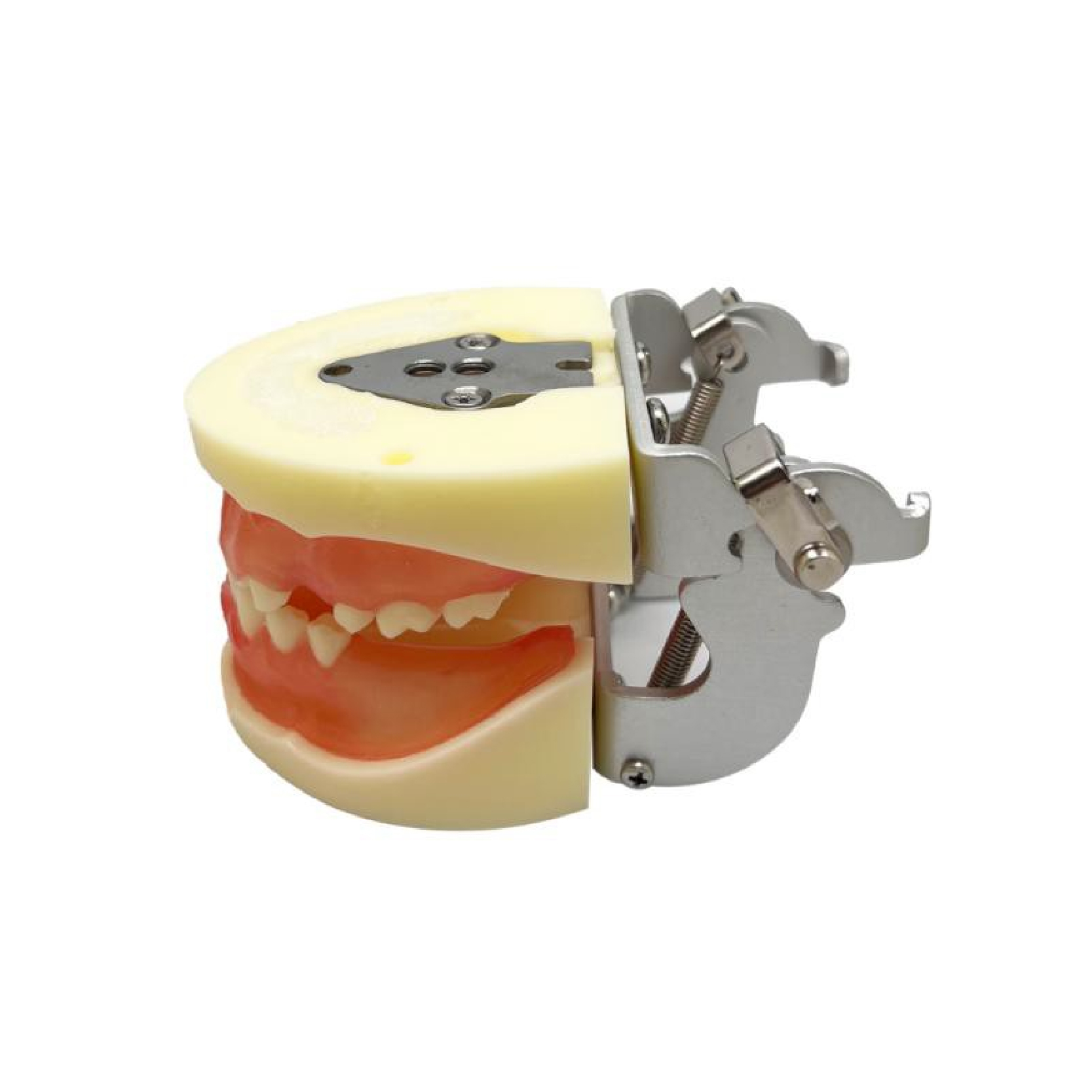 Implant practice Model JPS-M2002