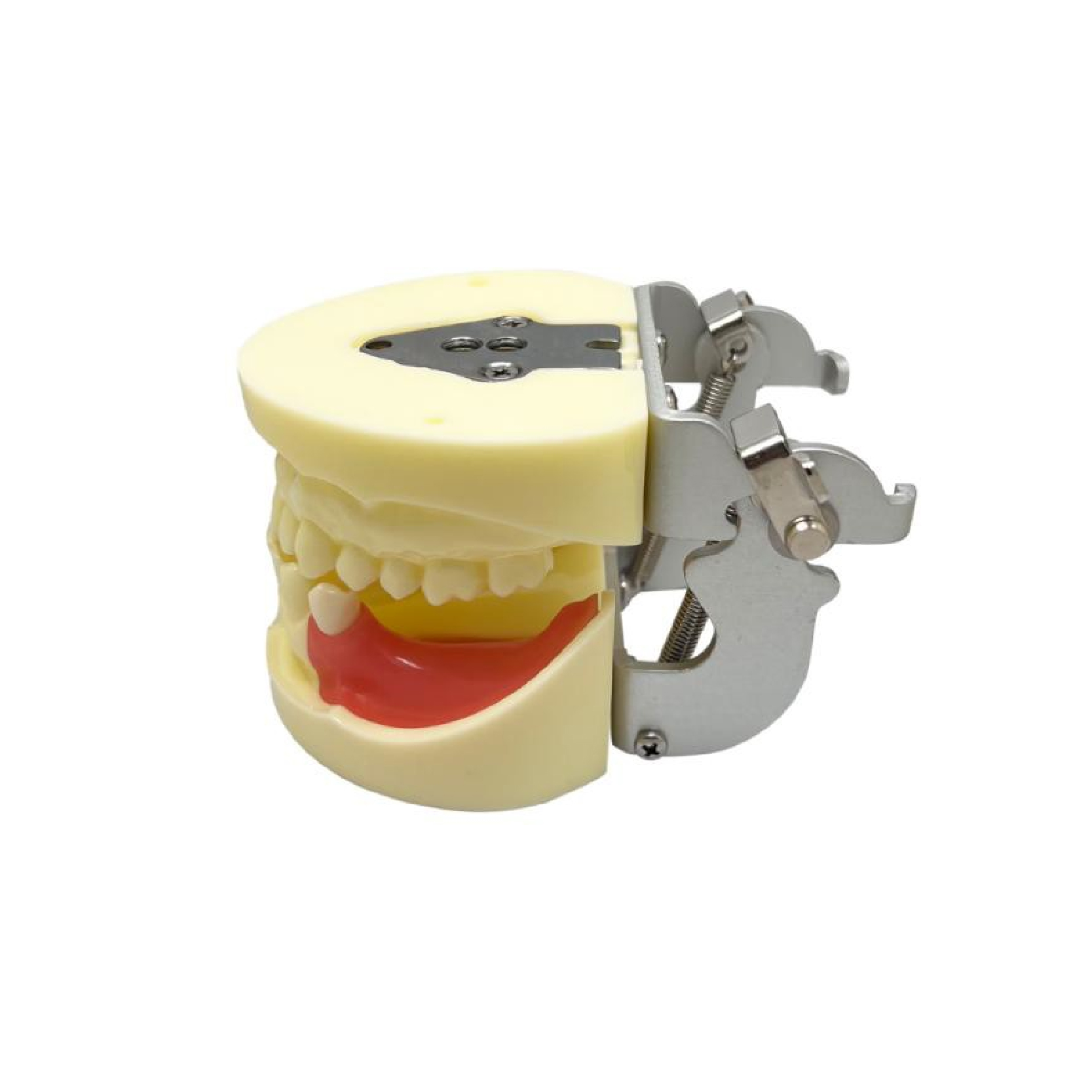 Implant practice Model JPS-TM-017