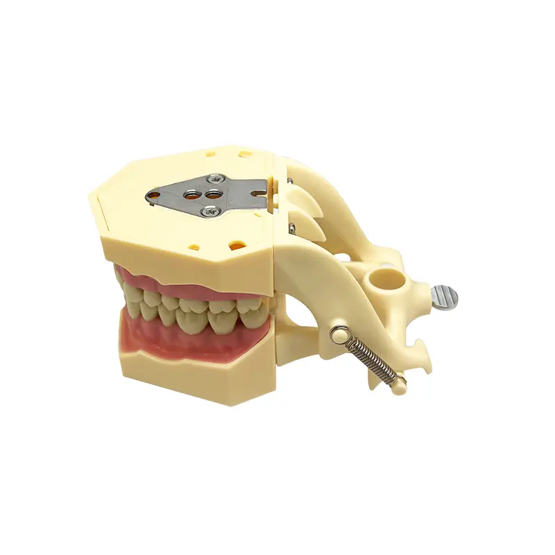 Frasaco-standard-teeth-model-M8014   JPS