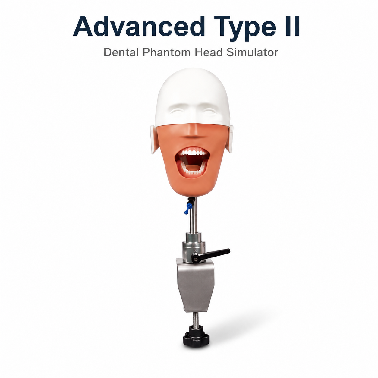 Dental Manikin