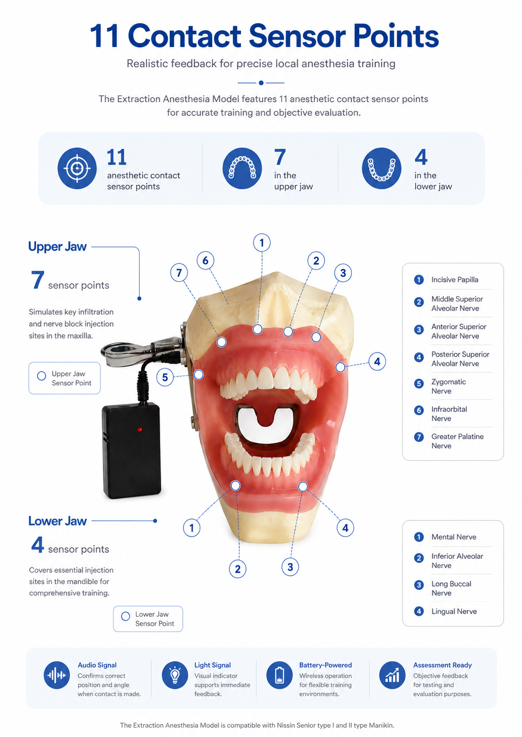 Extraction Anesthesia Model detail 2
