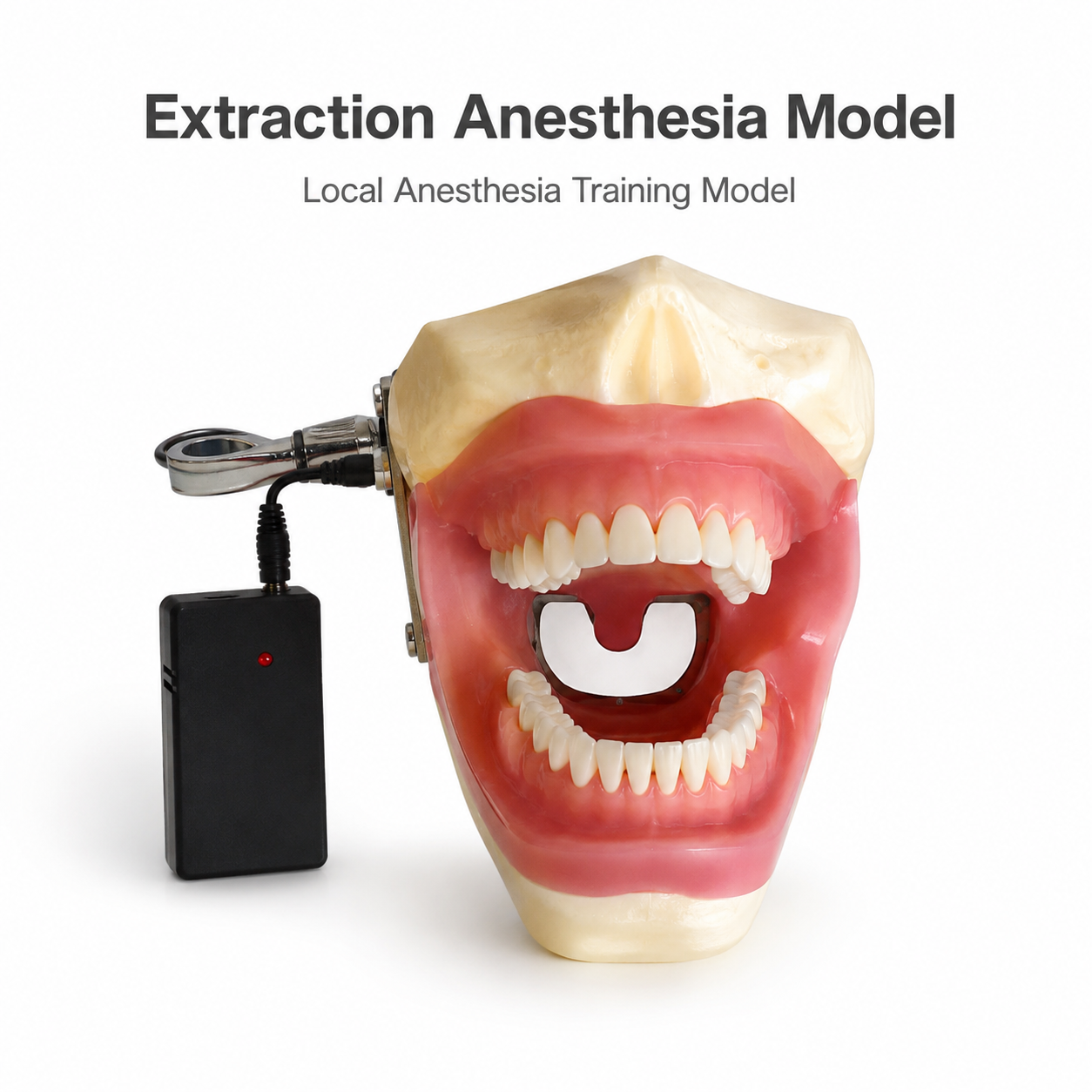 Extraction Anesthesia Model