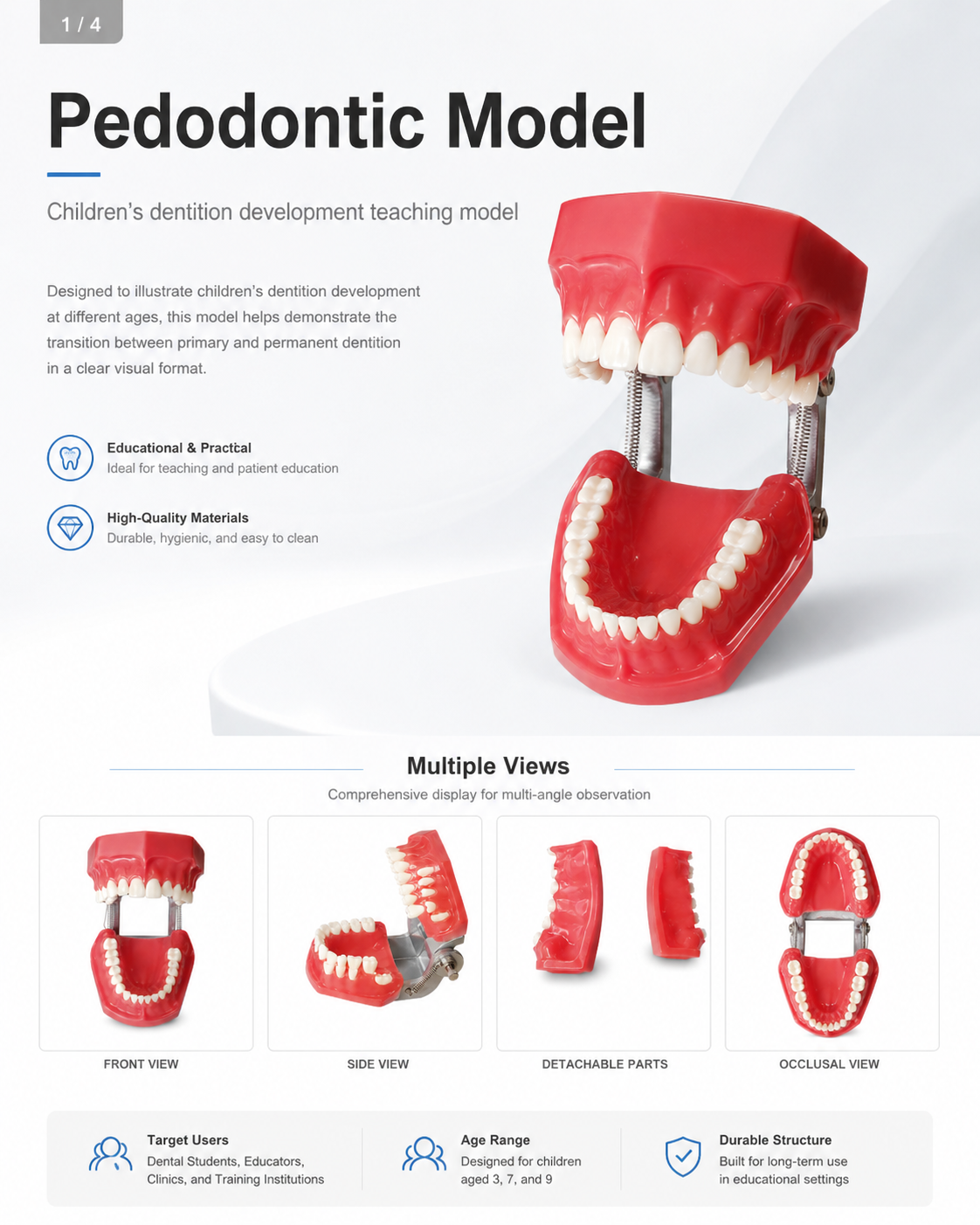 Pedodontic Model detail 1