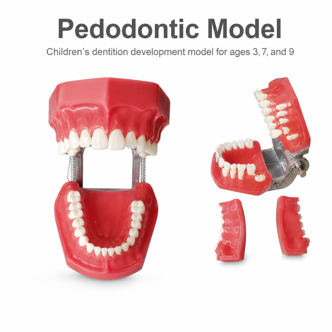 Pedodontic Model