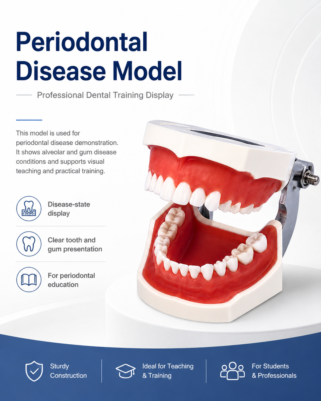 Periodontal Disease Model detail 1
