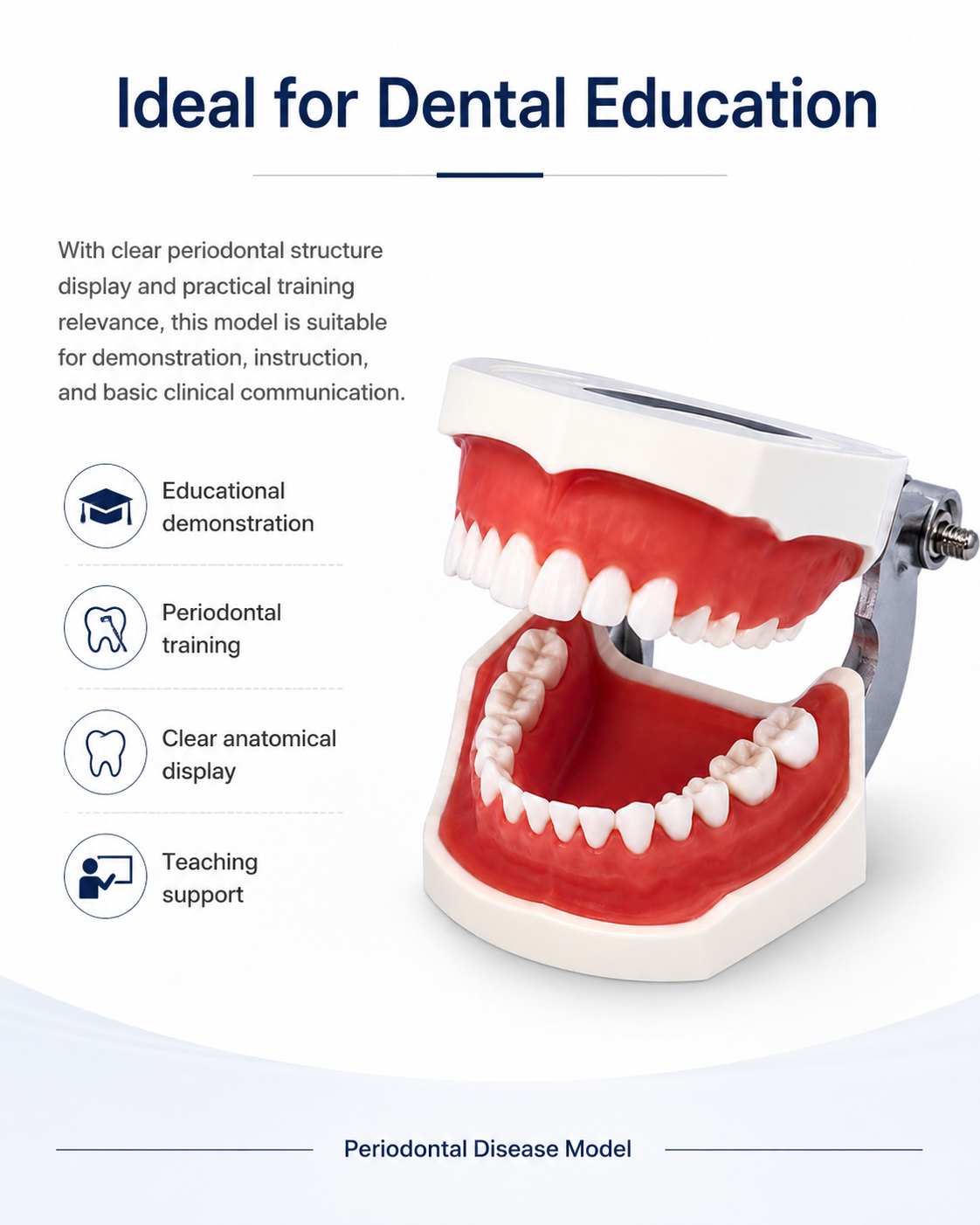 Periodontal Disease Model detail 4