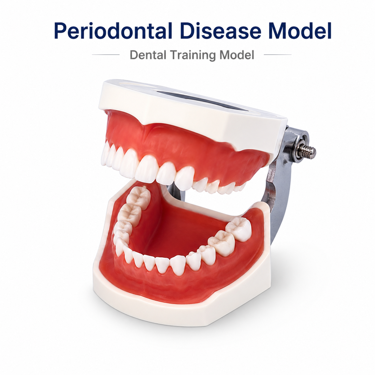 Periodontal Disease Model