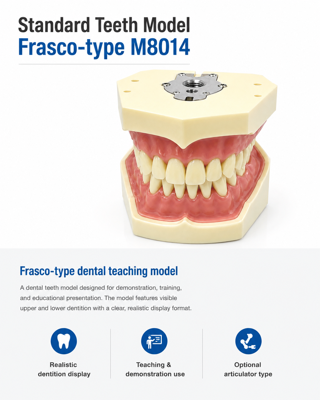 Standard Teeth model Frasco-type M8014 detail 1