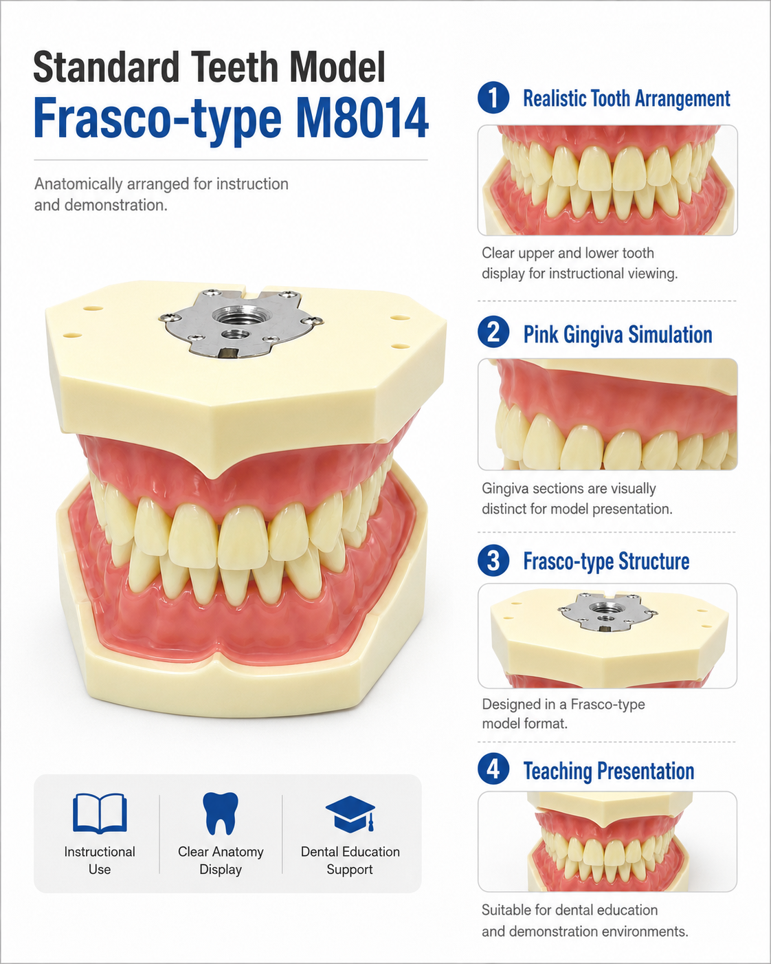 Standard Teeth model Frasco-type M8014 detail 2