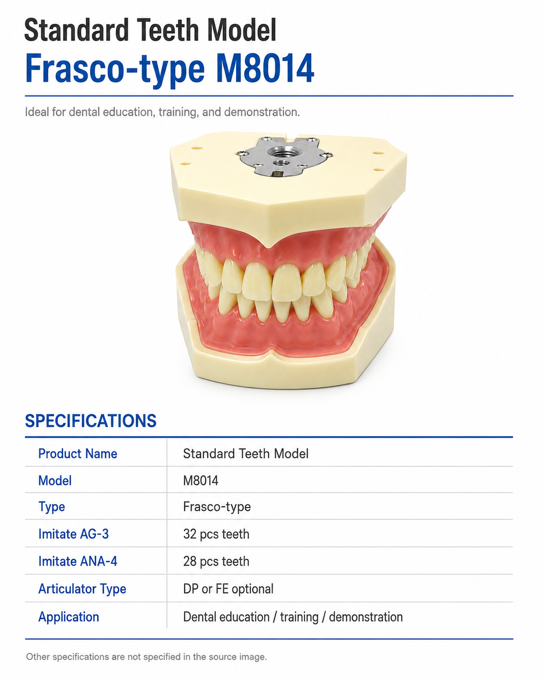 Standard Teeth model Frasco-type M8014 detail 4