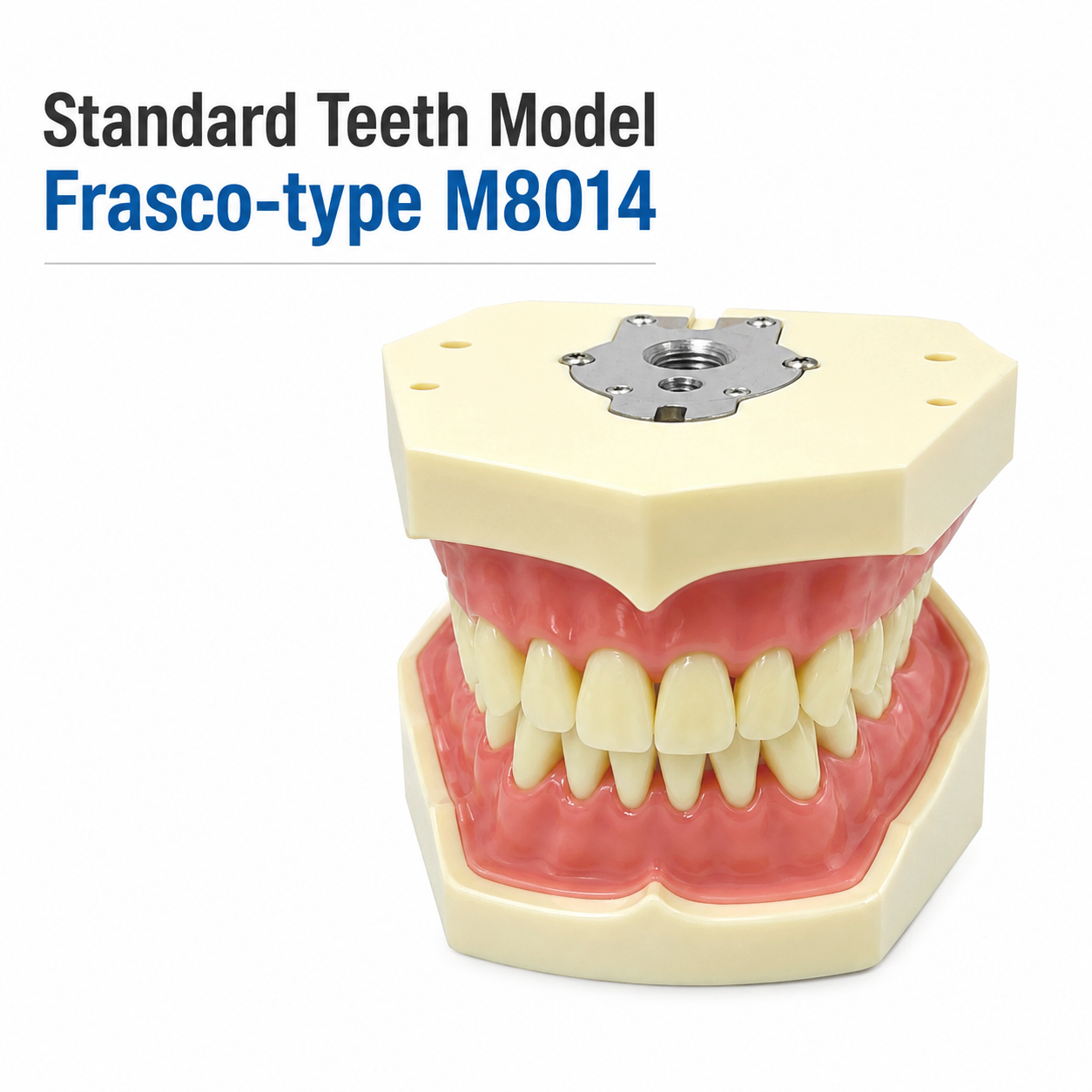 Standard Teeth model Frasco-type M8014