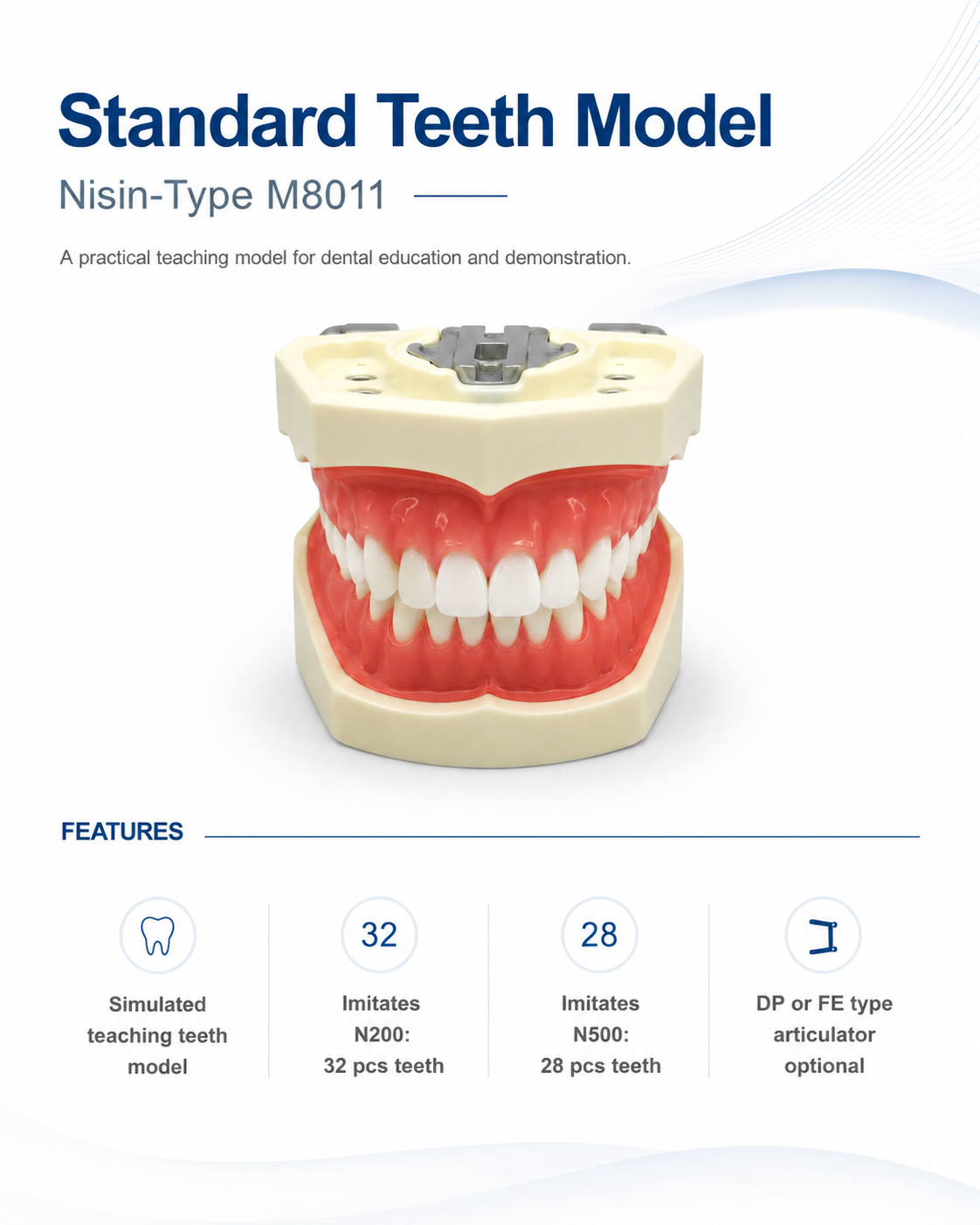 Standard Teeth model Nisin-type M8011 detail 1
