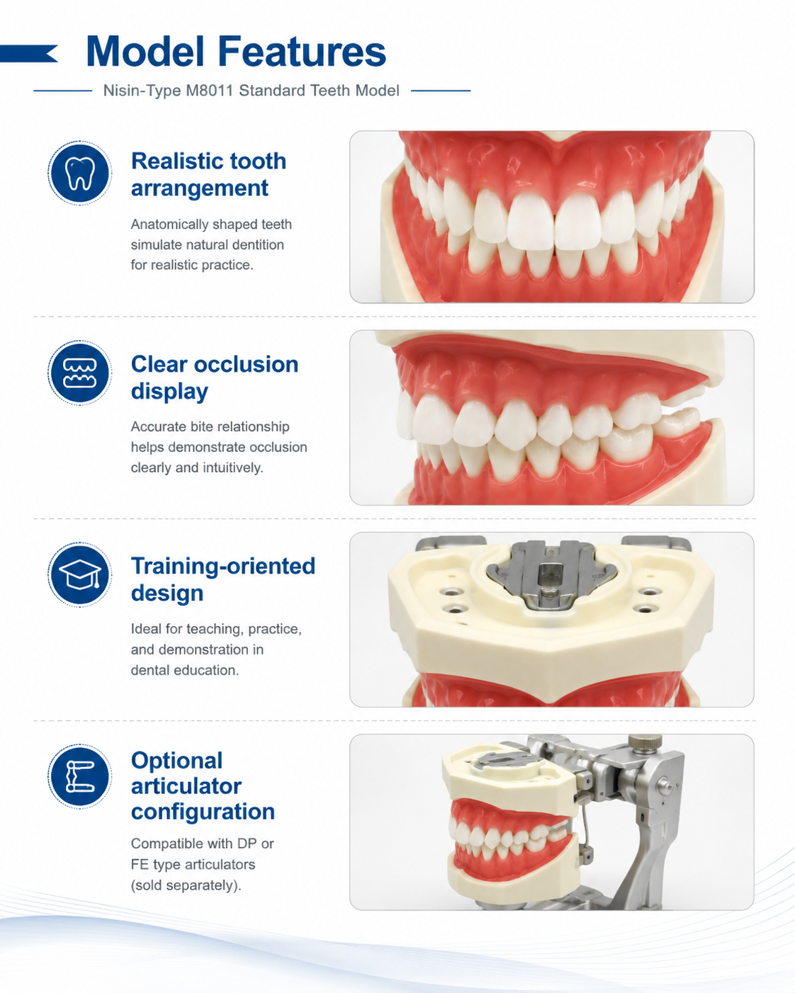 Standard Teeth model Nisin-type M8011 detail 2