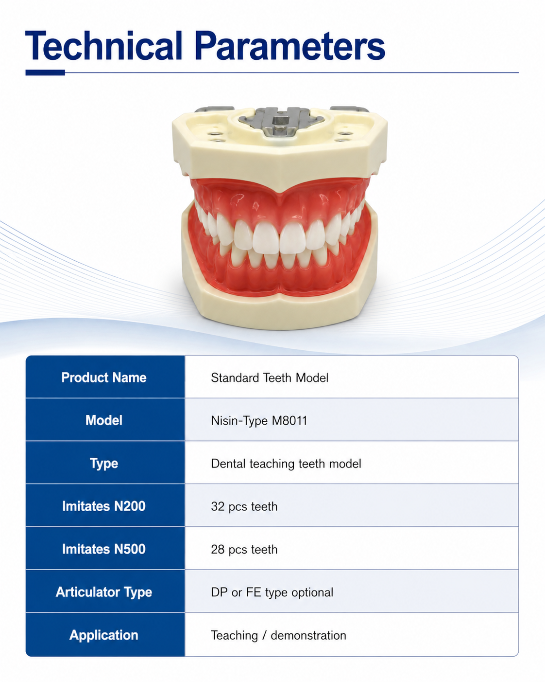 Standard Teeth model Nisin-type M8011 detail 3