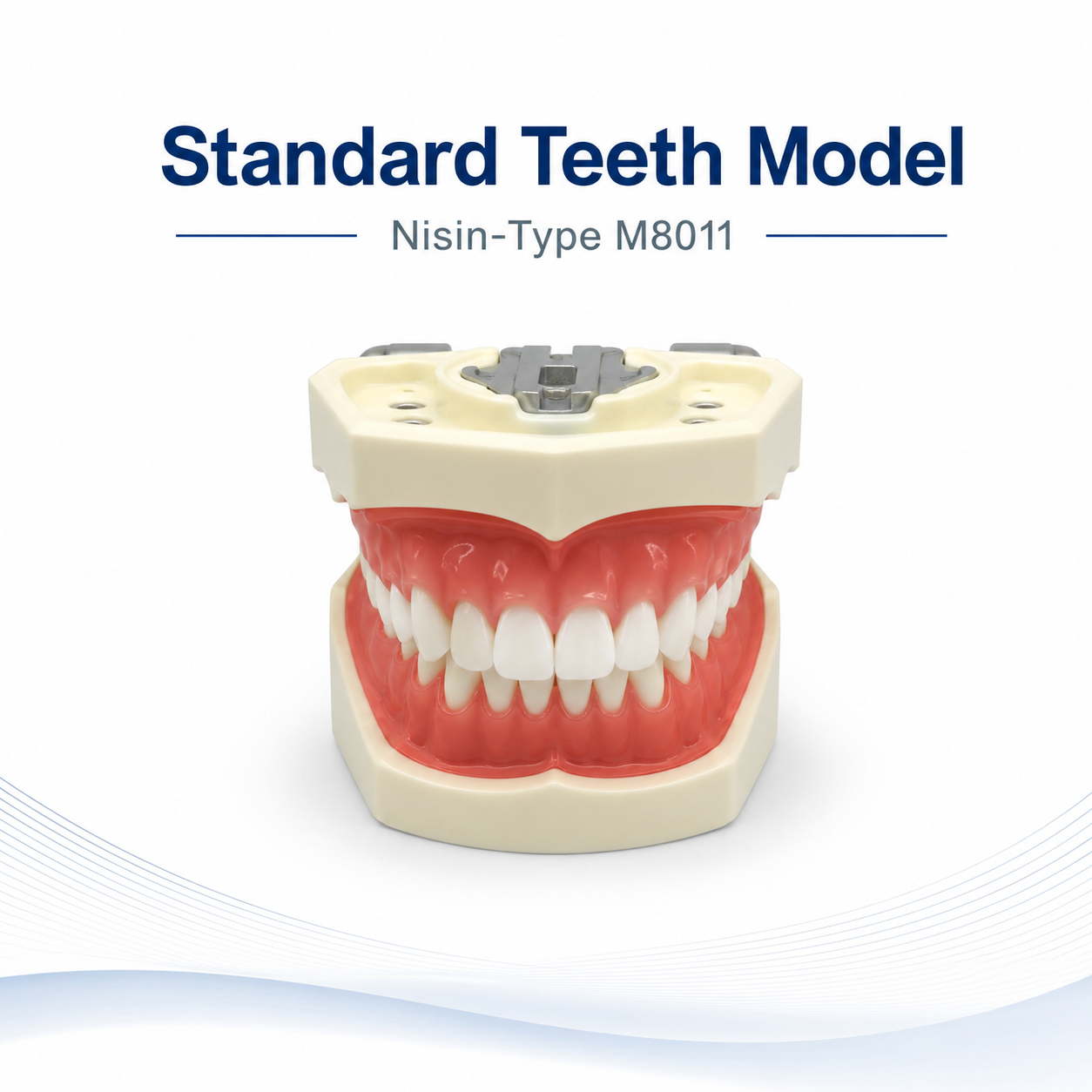 Standard Teeth model Nisin-type M8011