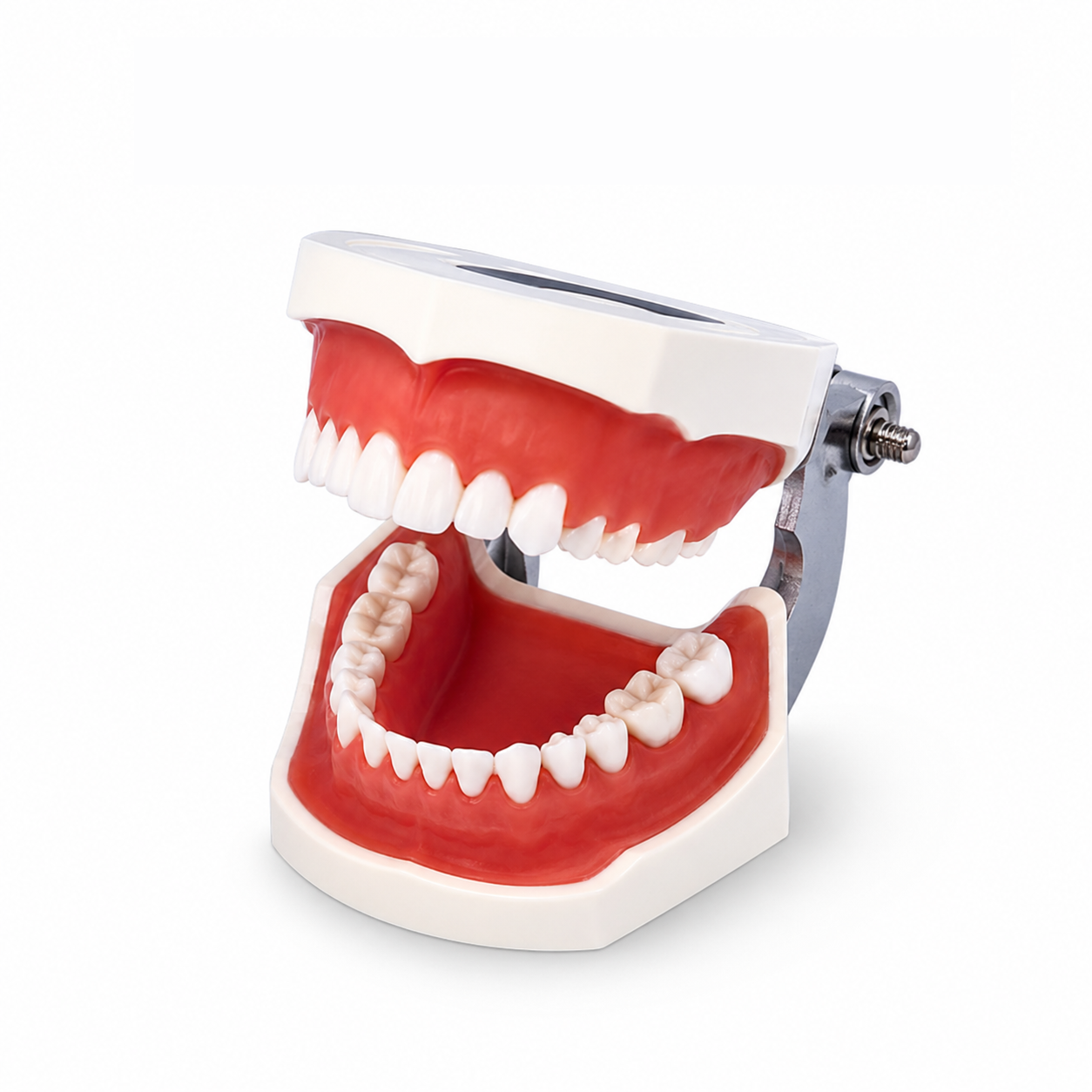 Periodontal Disease Model
