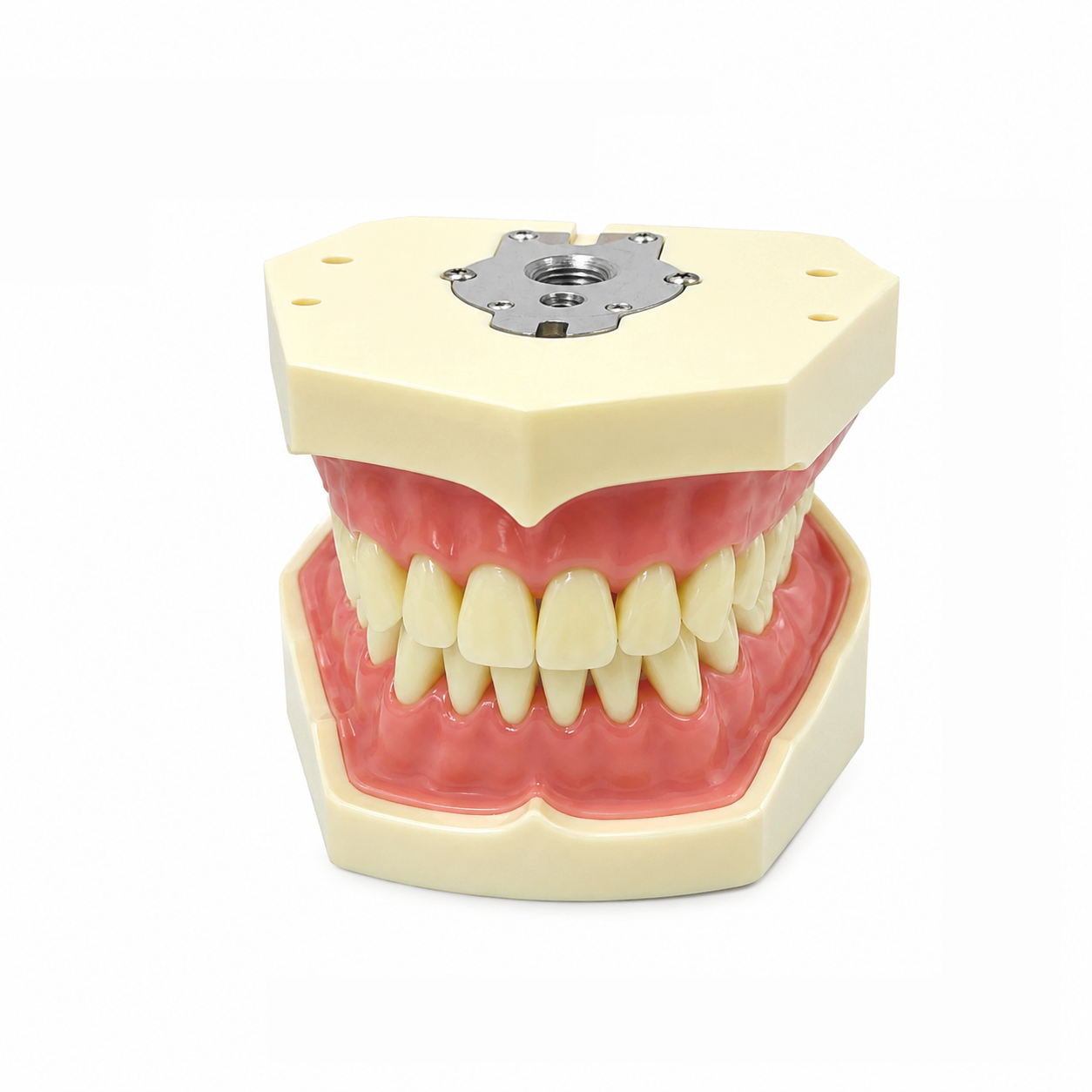 Standard Teeth model Frasco-type M8014