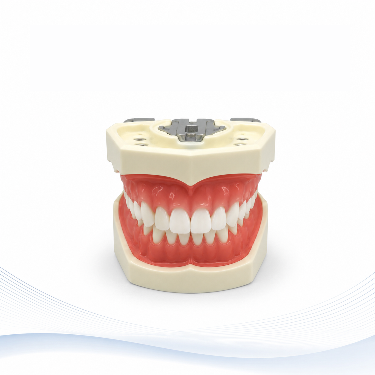 Standard Teeth model Nisin-type M8011